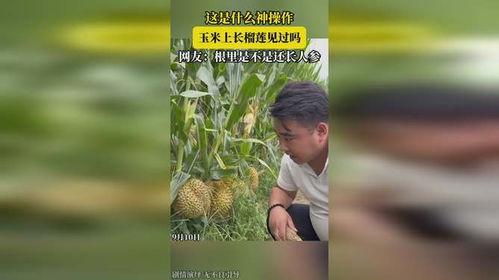 榴莲玉米在线视频观看,一场味蕾与视觉的双重盛宴