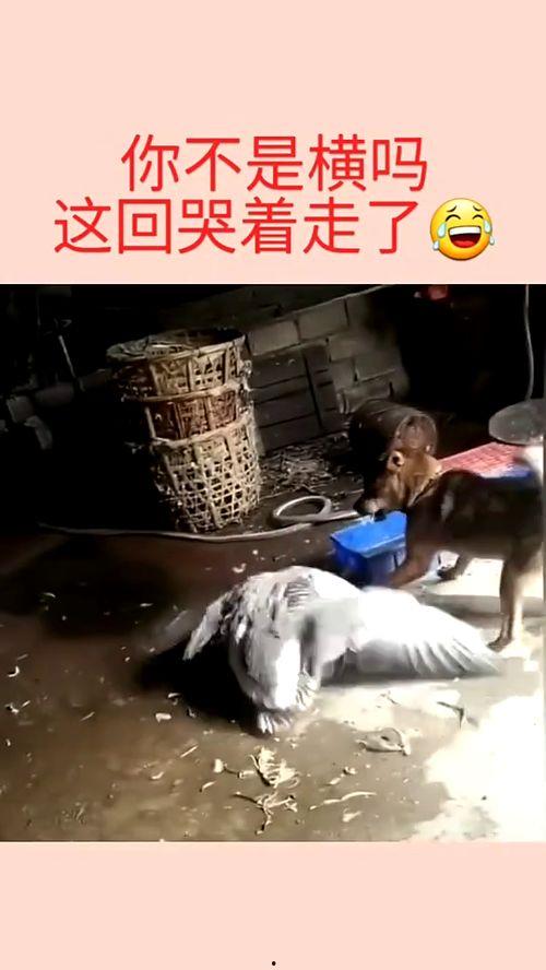 干哭了在线视频,一场触动心灵的在线视频之旅